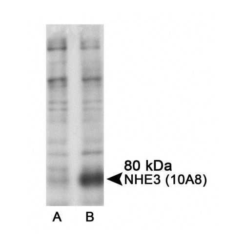 NHE3 [p Ser605] antibody (10A8)