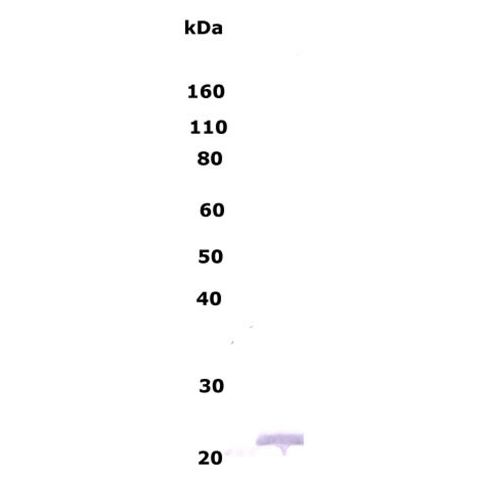 Myelin Basic Protein antibody