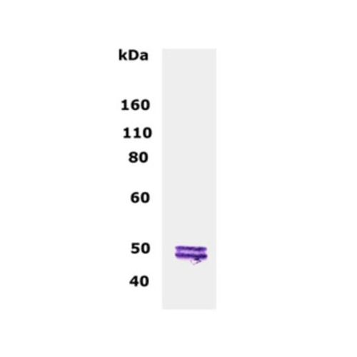 2',3'-cyclic-nucleotide 3'-phosphodiesterase antibody
