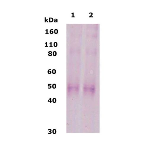 Kappa Opioid Receptor antibody