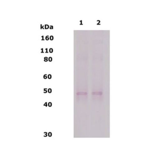 Delta-type opioid receptor antibody