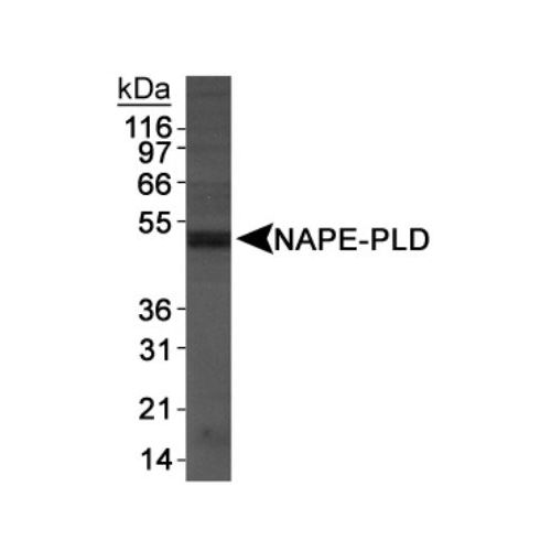 NAPE-PLD antibody