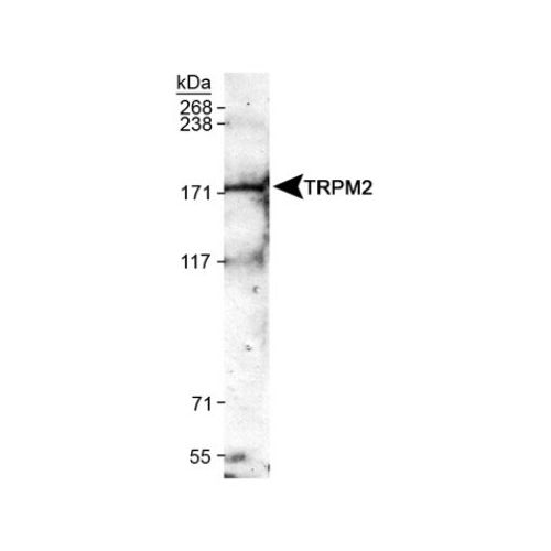 TRPM2 antibody