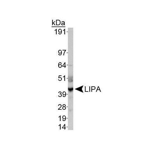 Lipase A antibody