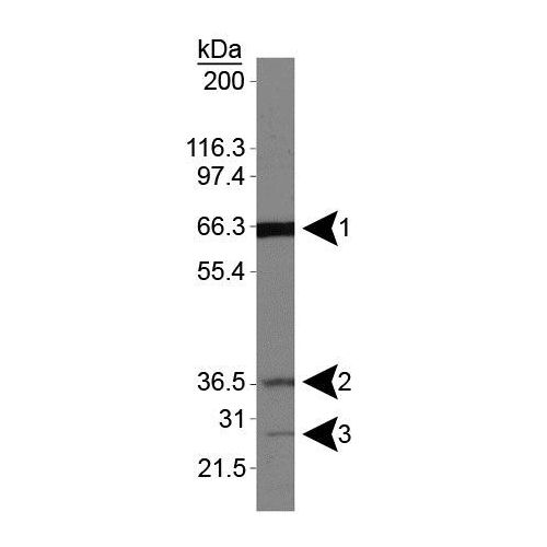 Folliculin antibody