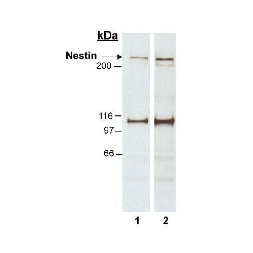 Nestin antibody