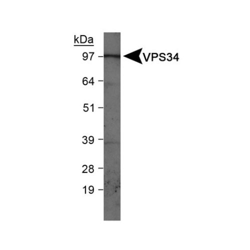 VPS34 antibody