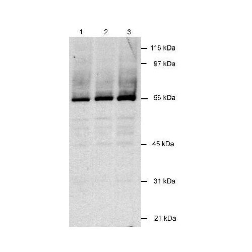 LANA2 antibody (CM-A807)