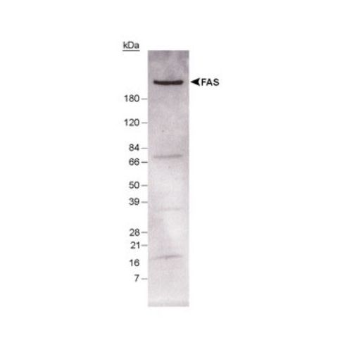 Fatty Acid Synthase (FAS) antibody
