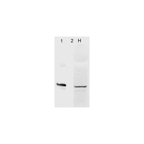 Aha1 (4H9-D7) antibody