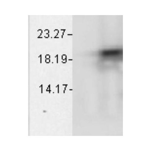 Alpha B Crystallin (1A7.D5) antibody