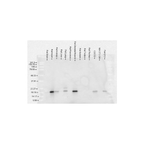 Alpha B Crystallin (3A10.C9) antibody