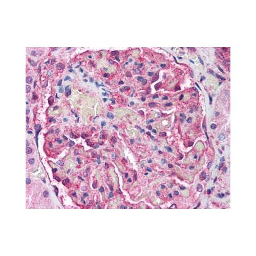 ATM (2C1) antibody