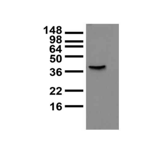 KCNMB3 antibody (S40B-18)