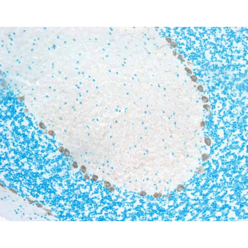 CaMKII (6G9) antibody