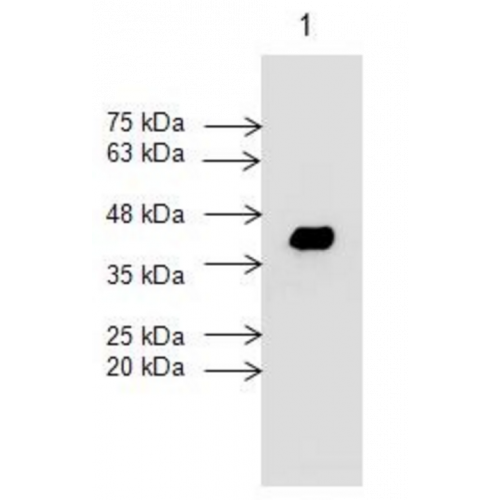 Cardiac Troponin T (7G7) antibody