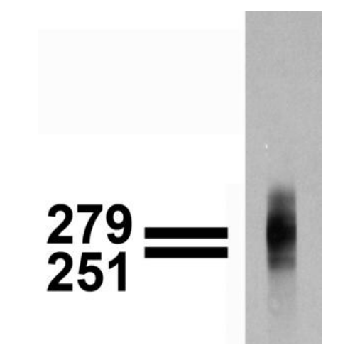 Cav3.1 Ca+2 Channel (S178A-9) antibody