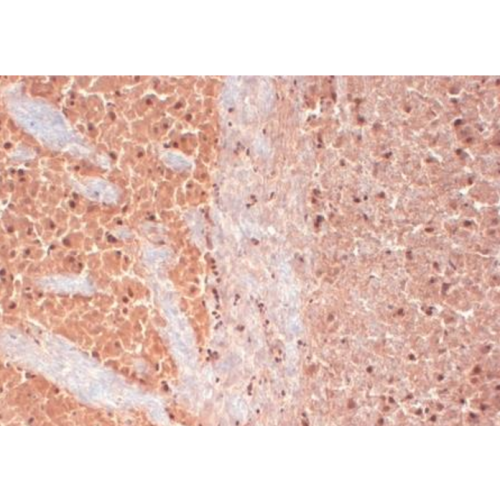 Cav3.2 Ca+2 Channel (S55-10) antibody