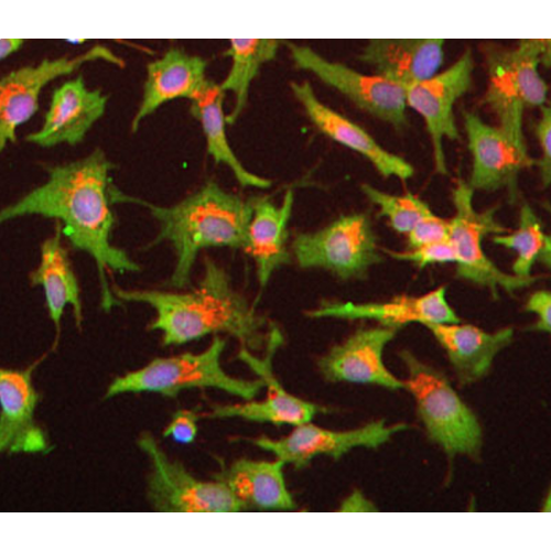 CD74 (PIN1) antibody