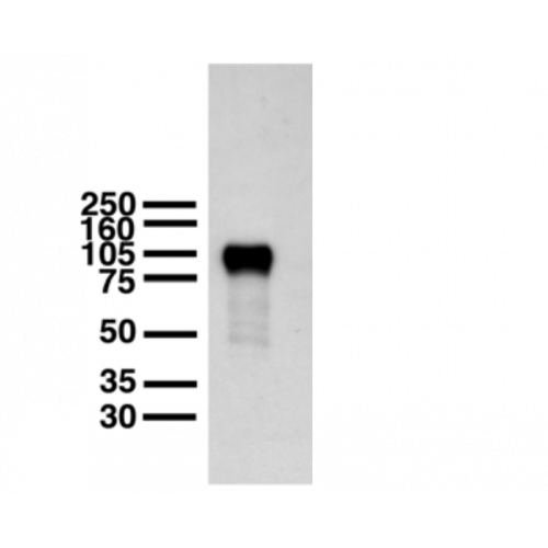 Chapsyn-110 (S18-30) antibody