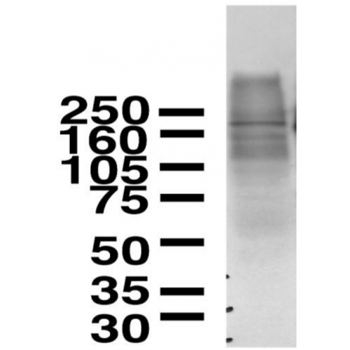 Copper-Transporting ATPase1 (S60-4) antibody