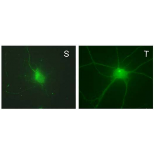 Delta GABA-A Receptor (S151-3) antibody