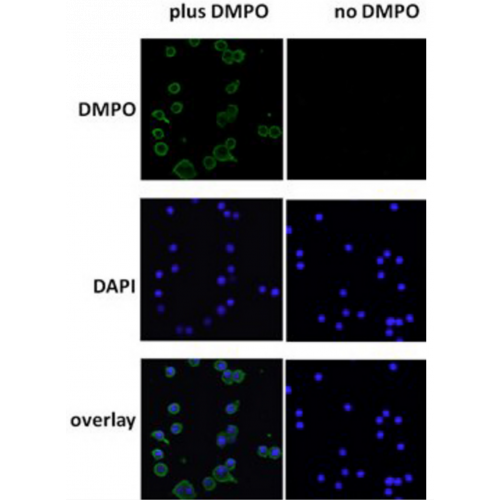 DMPO Nitrone Adduct (N1664A) antibody