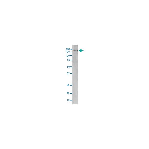 DNMT1 (4G11-C7) antibody
