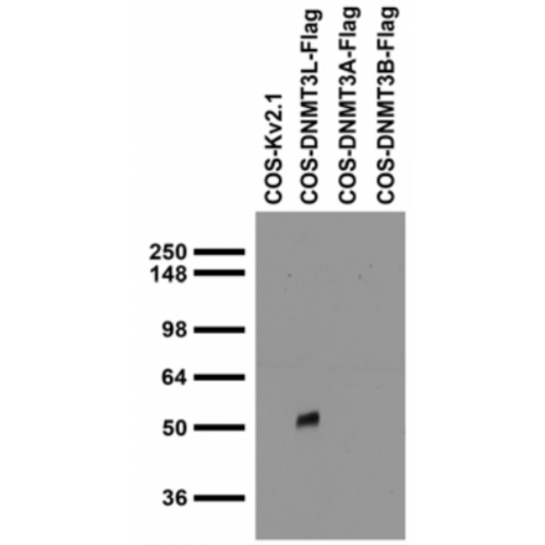 DNMT3L (S-117-9) antibody