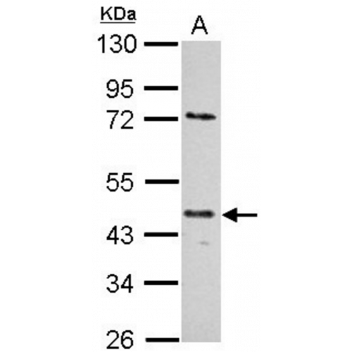 E2F-1 (18E10) antibody
