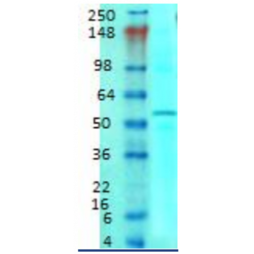 EAAC1 (S180-41) antibody