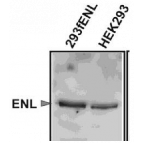ENL (3.1.1) antibody