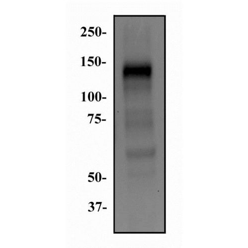 Fibroblast Growth Factor Receptor 1 alpha (FGFR1α) (M2F12) antibody