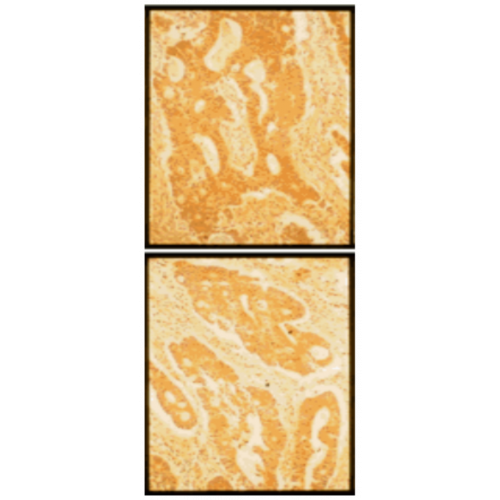 Fibronectin (FN12-8) antibody