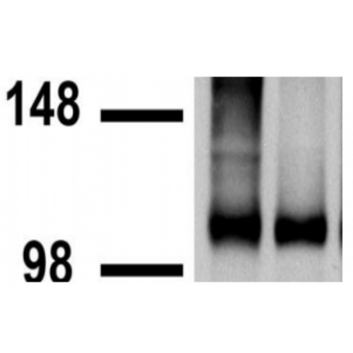 GABA(B)R2 (S81-2) antibody