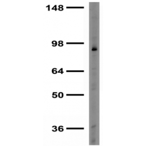 GIT1 (S39B-8) antibody