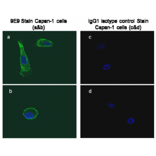 Glypican-1 (9E9) antibody