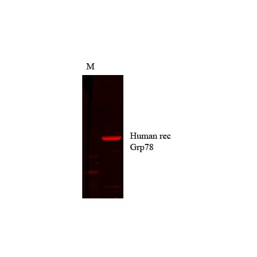 GRP78 (1H11-1H7) antibody