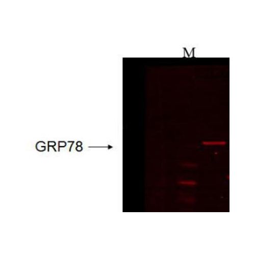 GRP78 (6H4-2G7) antibody