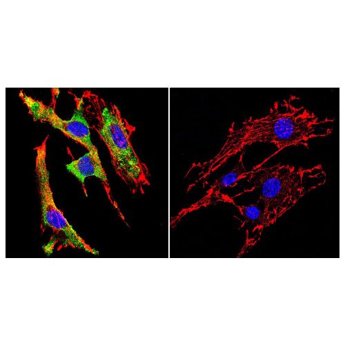 Grp94 (9G10) antibody