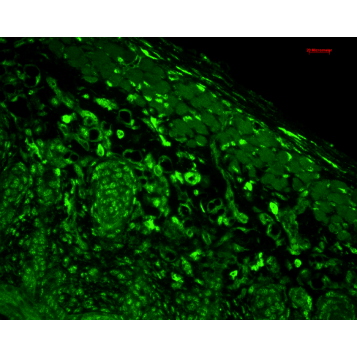 Heme Oxygenase-1 (1F12.A6) antibody