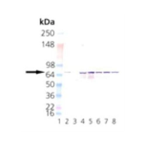 Hsc70 (Hsp73) (1B5) antibody