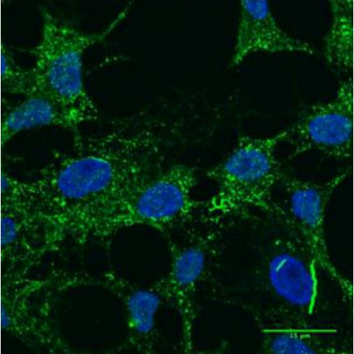 ENS-1 antibody (16h4)