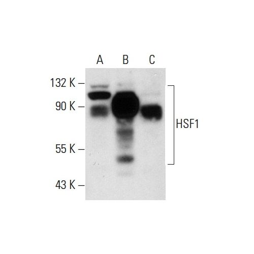 HSF1 (10H8) antibody