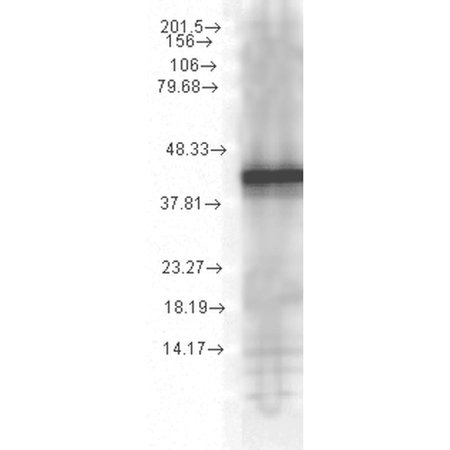 Hsp40 (Ydj1) (1G10.H8) antibody