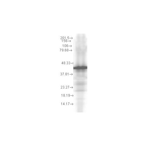 Hsp40 (Ydj1) (2A7.H6) antibody