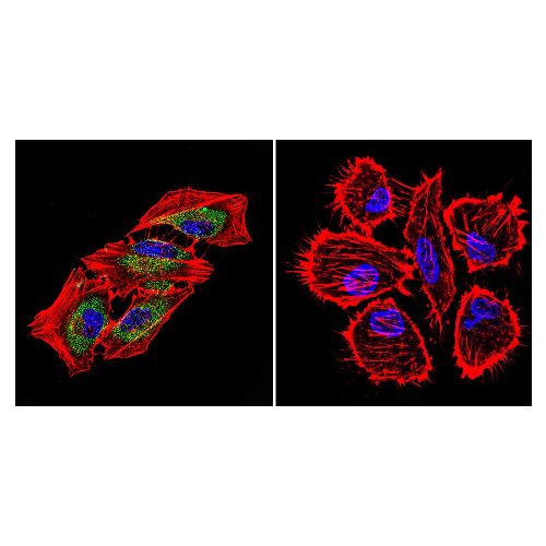 Hsp70 (2A4) antibody