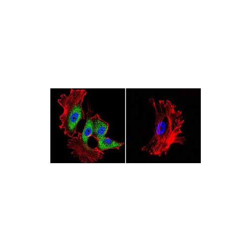 Hsp70 (3A3) antibody