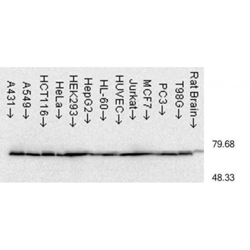 Hsp70 (C92F3A-5) antibody