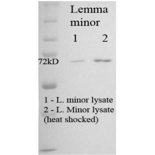 Hsp70/Hsc70 (5G1-95) antibody